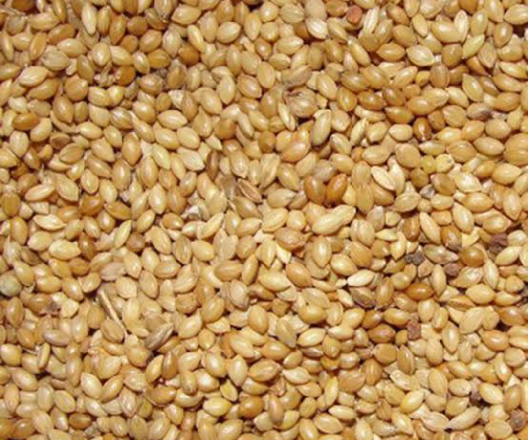 2026/06/1000162943.png Foxtail Millet (தினை அரிசி) - Image 1